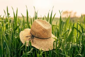 Summer hat in field