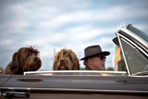 older man in car with dogs