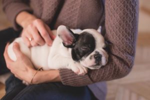 small dog sleeping