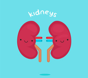 kidneys